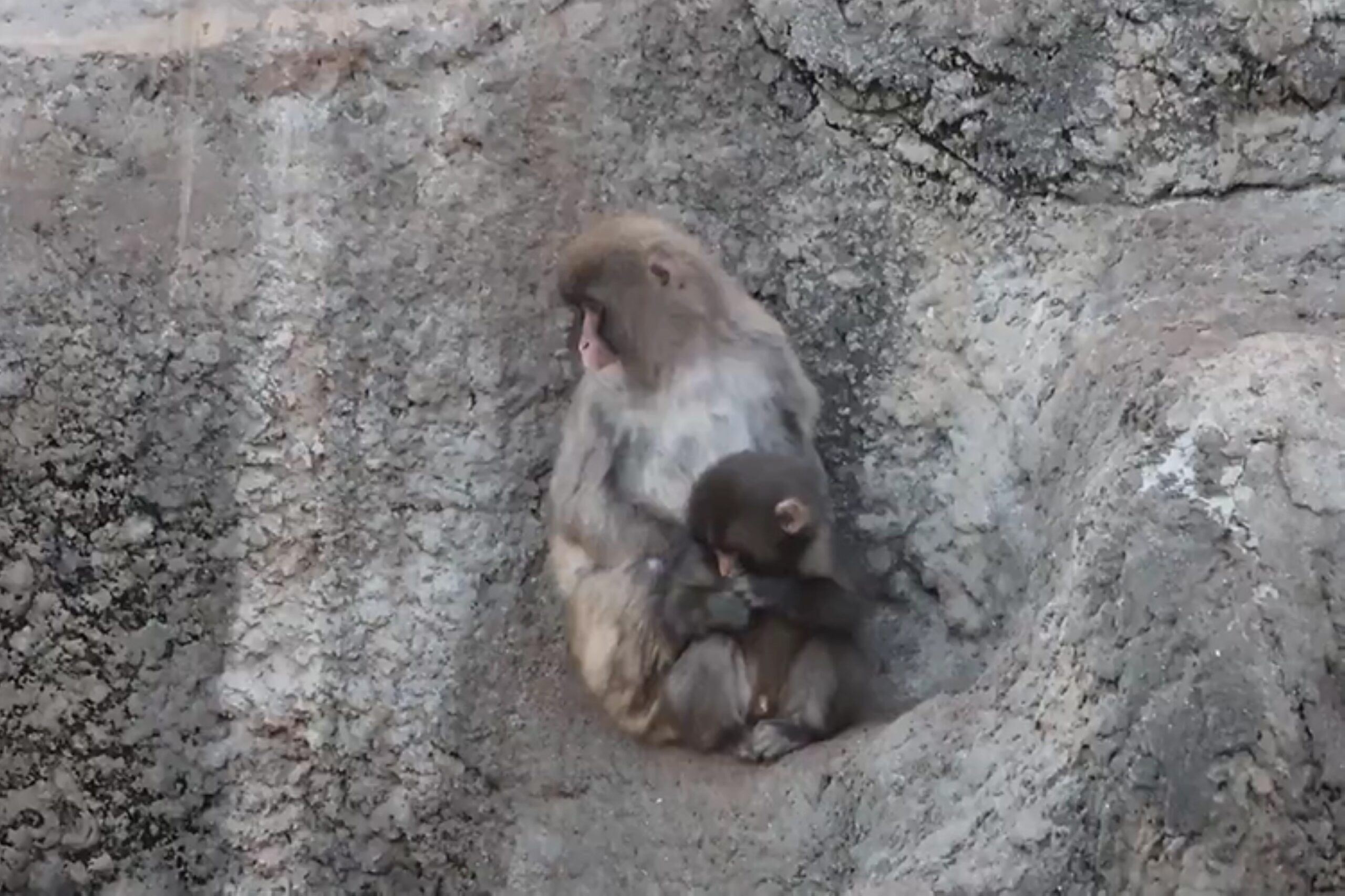 Heartwarming video shows baby Punch finally accepted by his troop