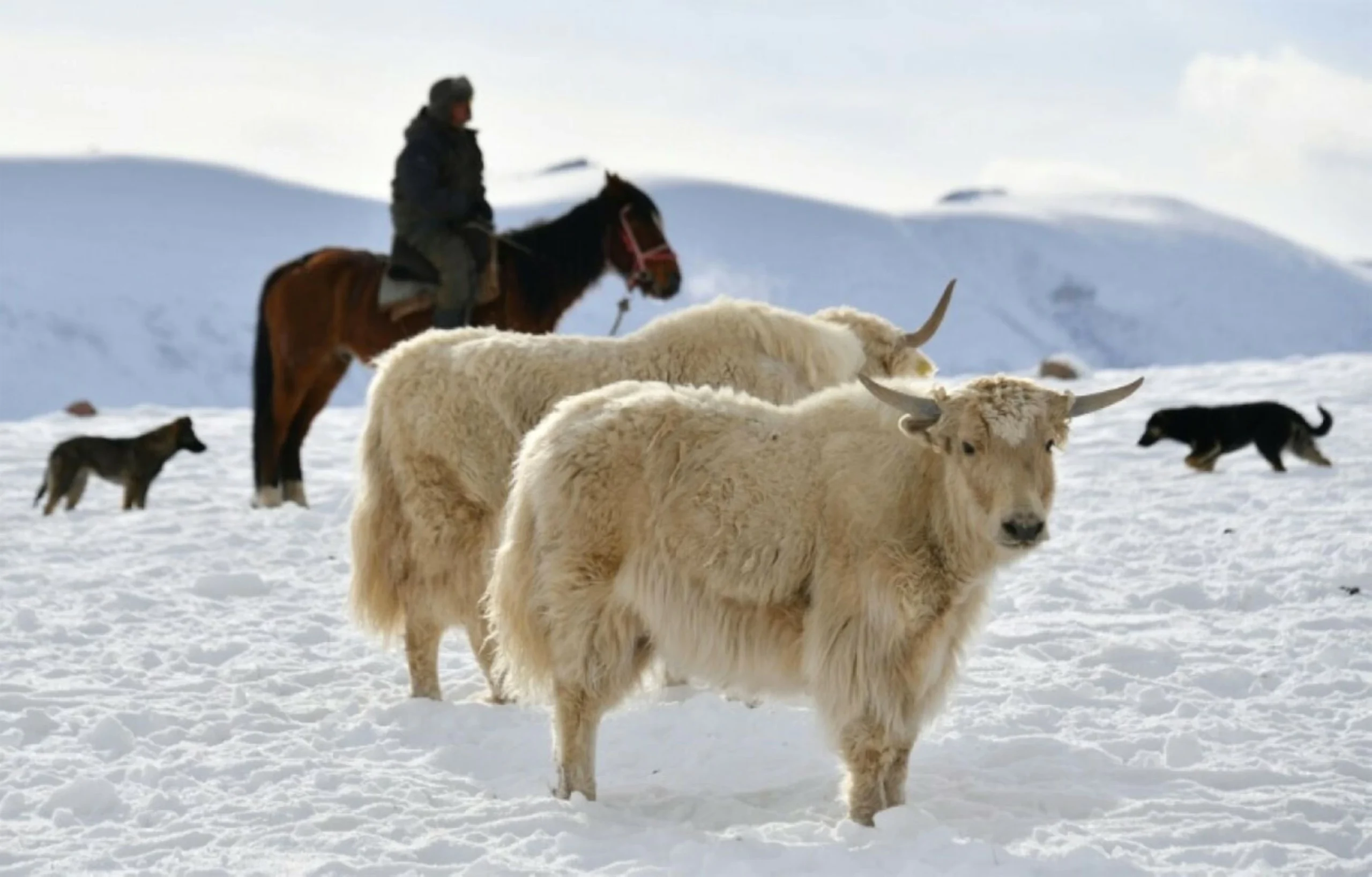 Kyrgyz want the world to love their bovine beauties
