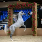 Programme unveiled for 23rd edition of Dubai Internationa…