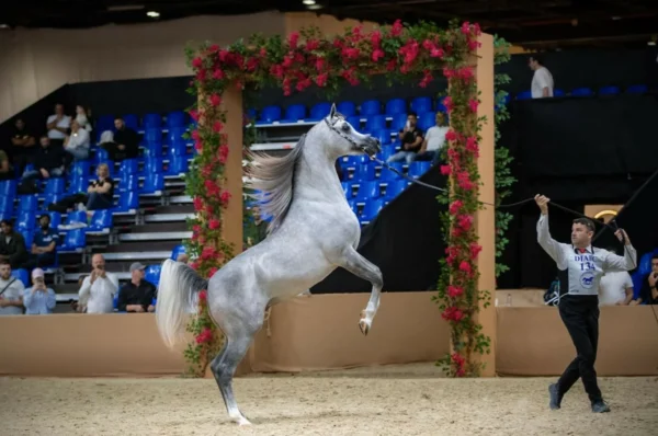 Programme unveiled for 23rd edition of Dubai Internationa…