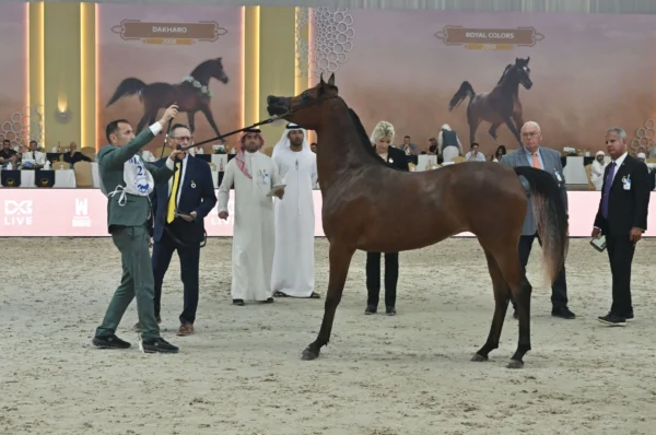23rd edition of Dubai International Arabian Horse Champio…