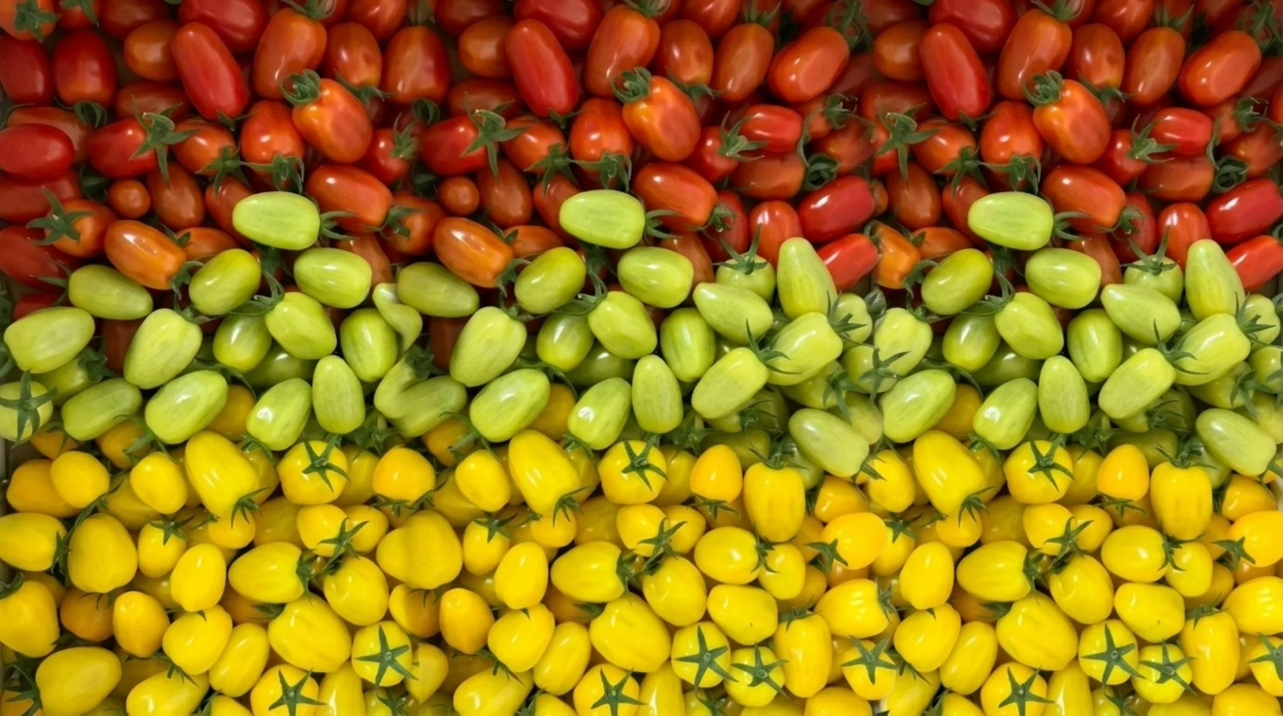 Al Ain farm to produce 150,000kg of fresh tomatoes annually