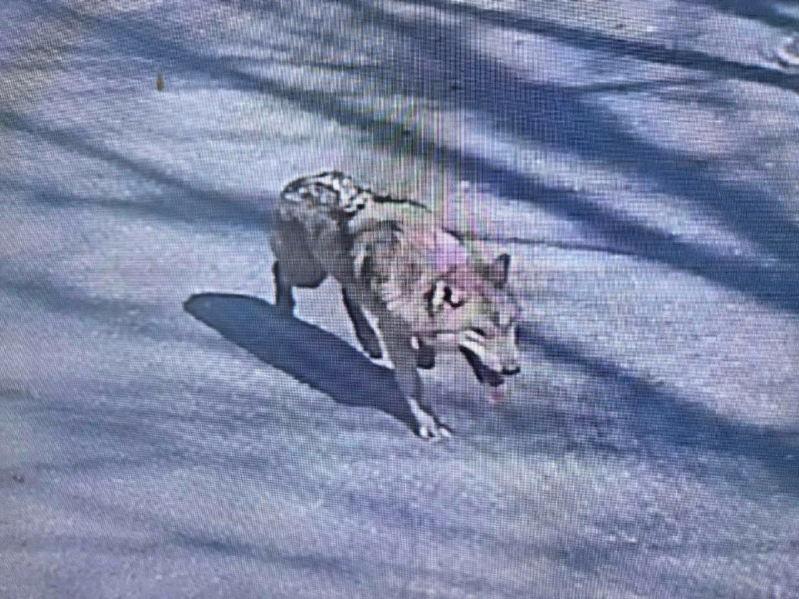 Runaway wolf in South Korea missing for over 4 days has e…