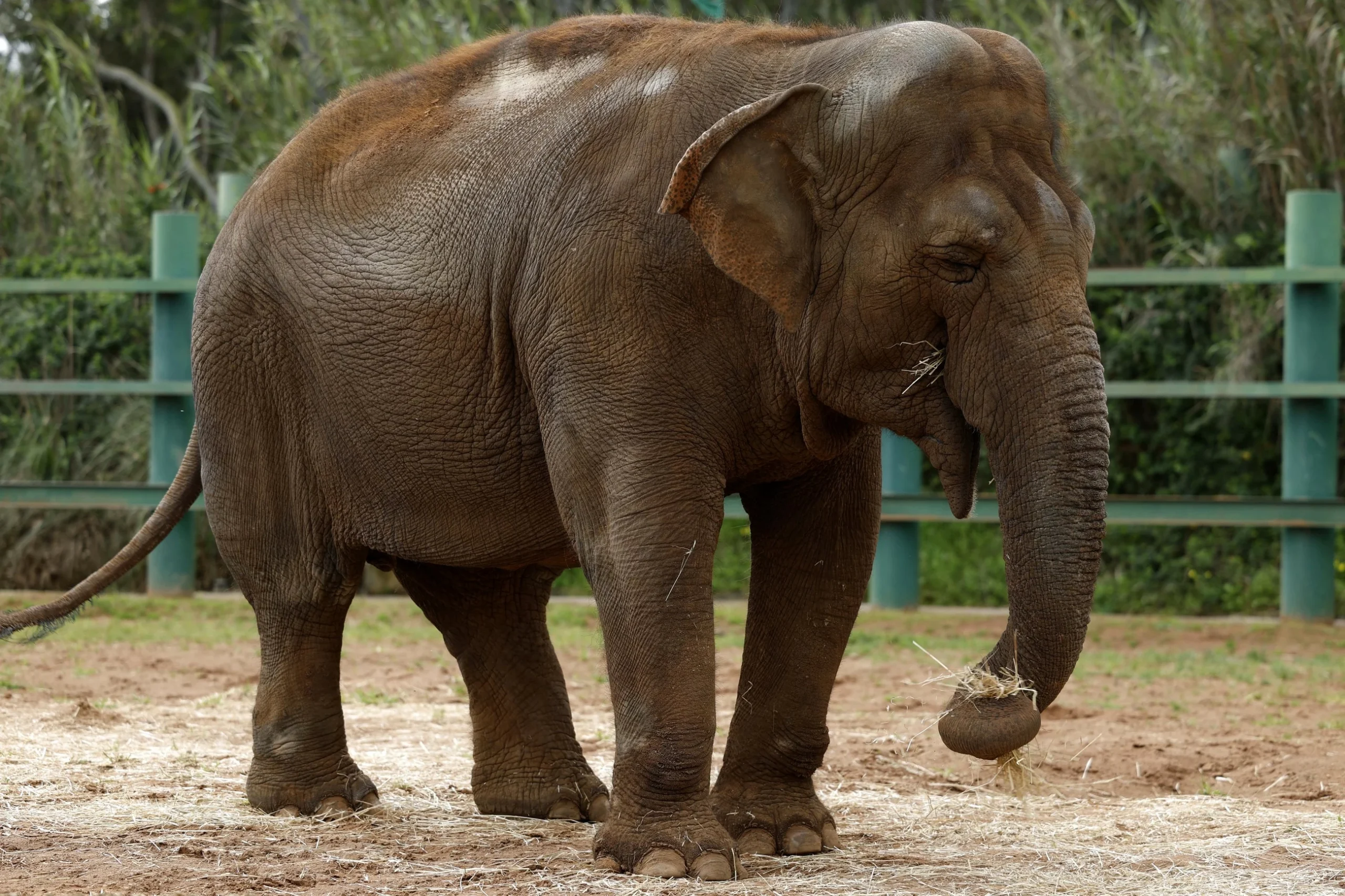 Elephant joins queue of voters in Bengal polls, creates panic