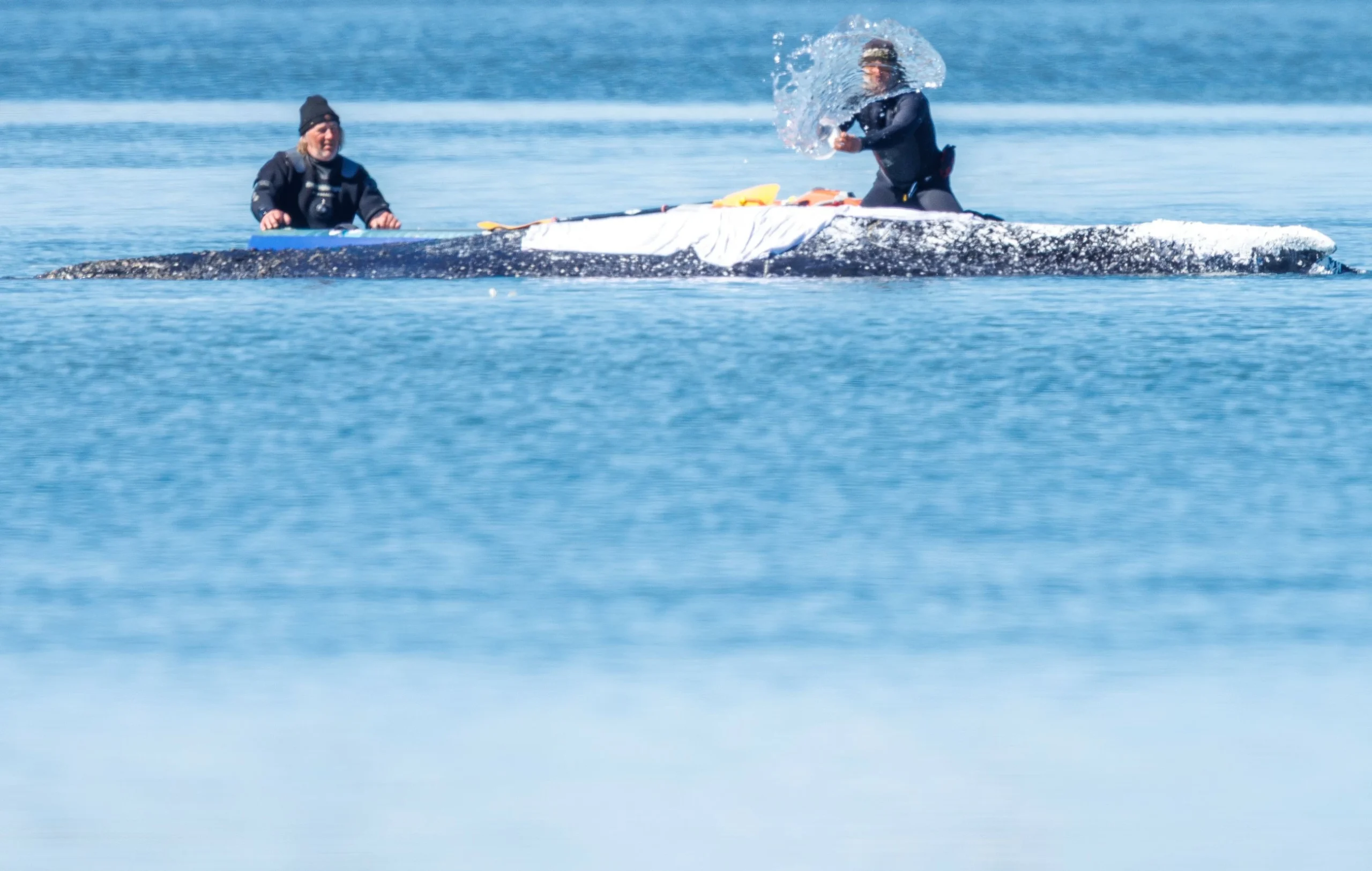 Germany approves new rescue bid for stranded whale