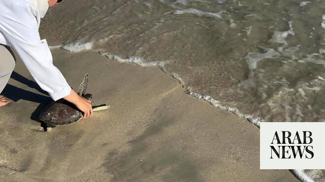War’s environmental threat to the Gulf ’s diverse but fragile marine life