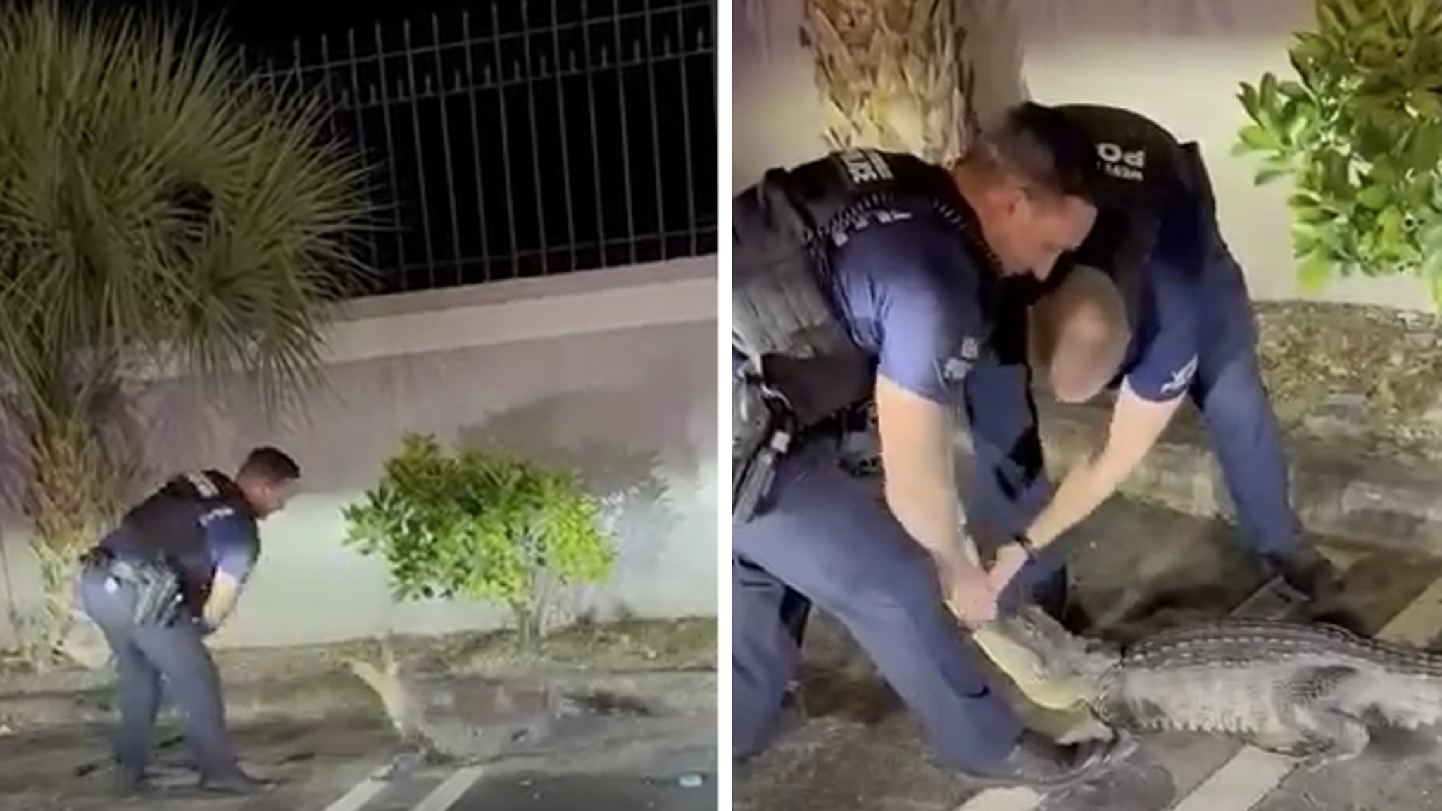 Florida Cop Muzzles Alligator After Smacking It on the Snout, on Video