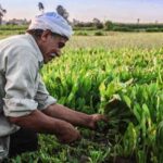 Why Agriculture Still Anchors Egypt’s Economy Despite Economic Diversification Efforts