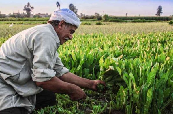 Why Agriculture Still Anchors Egypt’s Economy Despite Economic Diversification Efforts