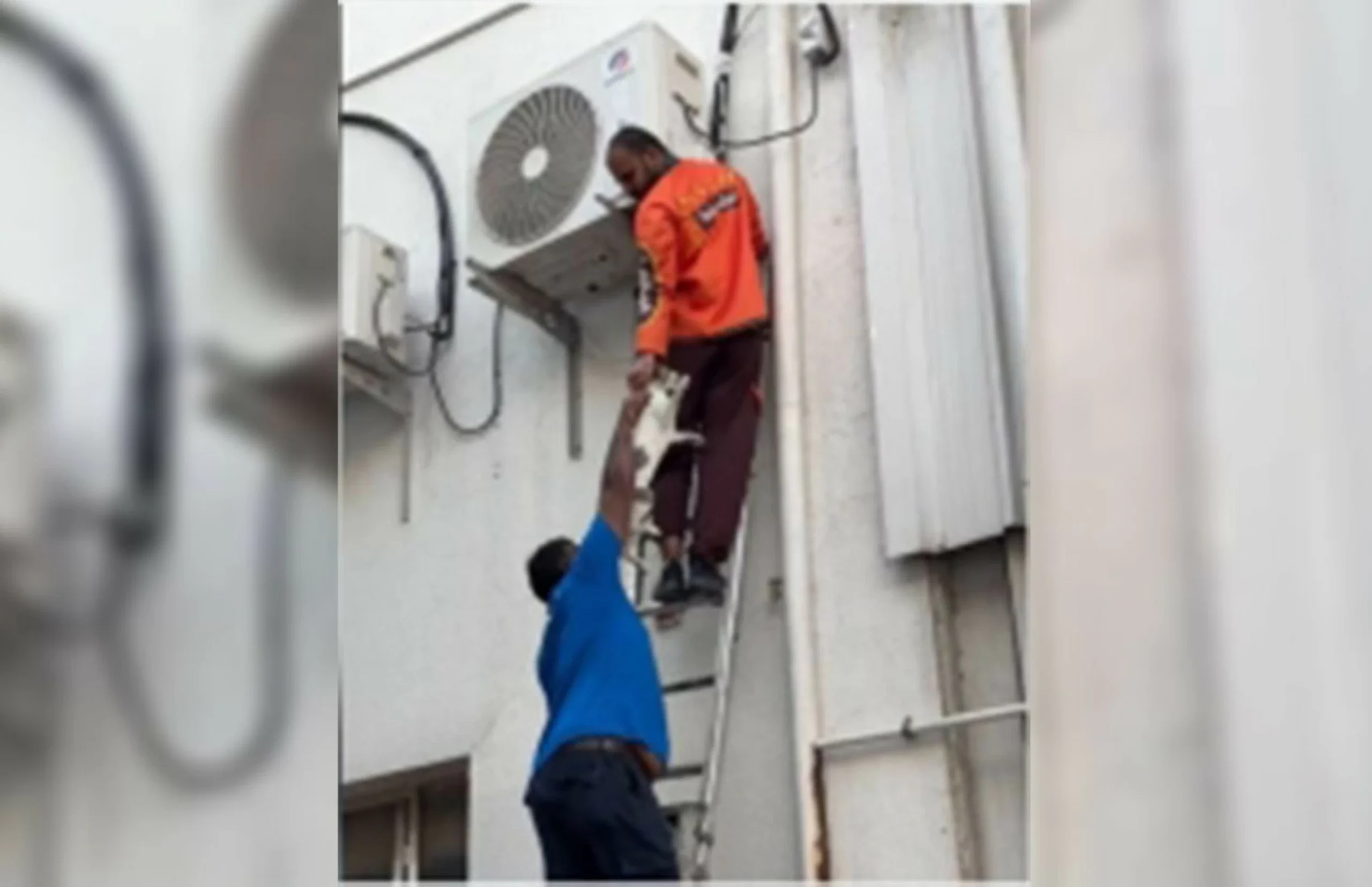 talabat rider rescues trapped cat in Dubai