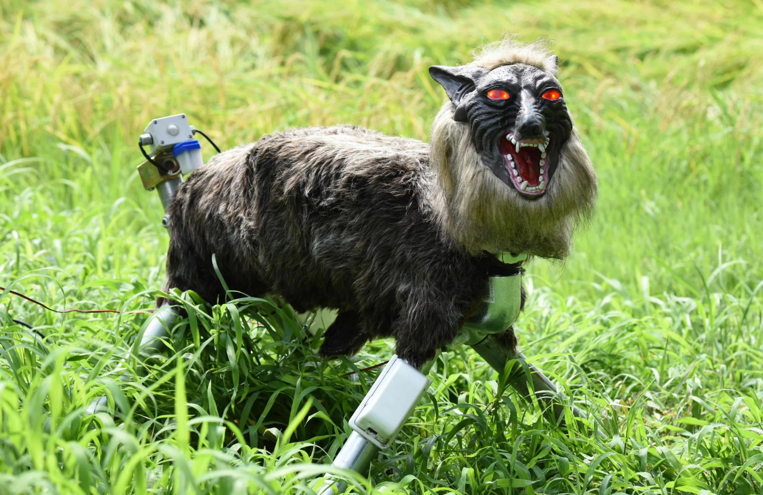 Japan ‘robot wolves’ in high demand to scare off bears