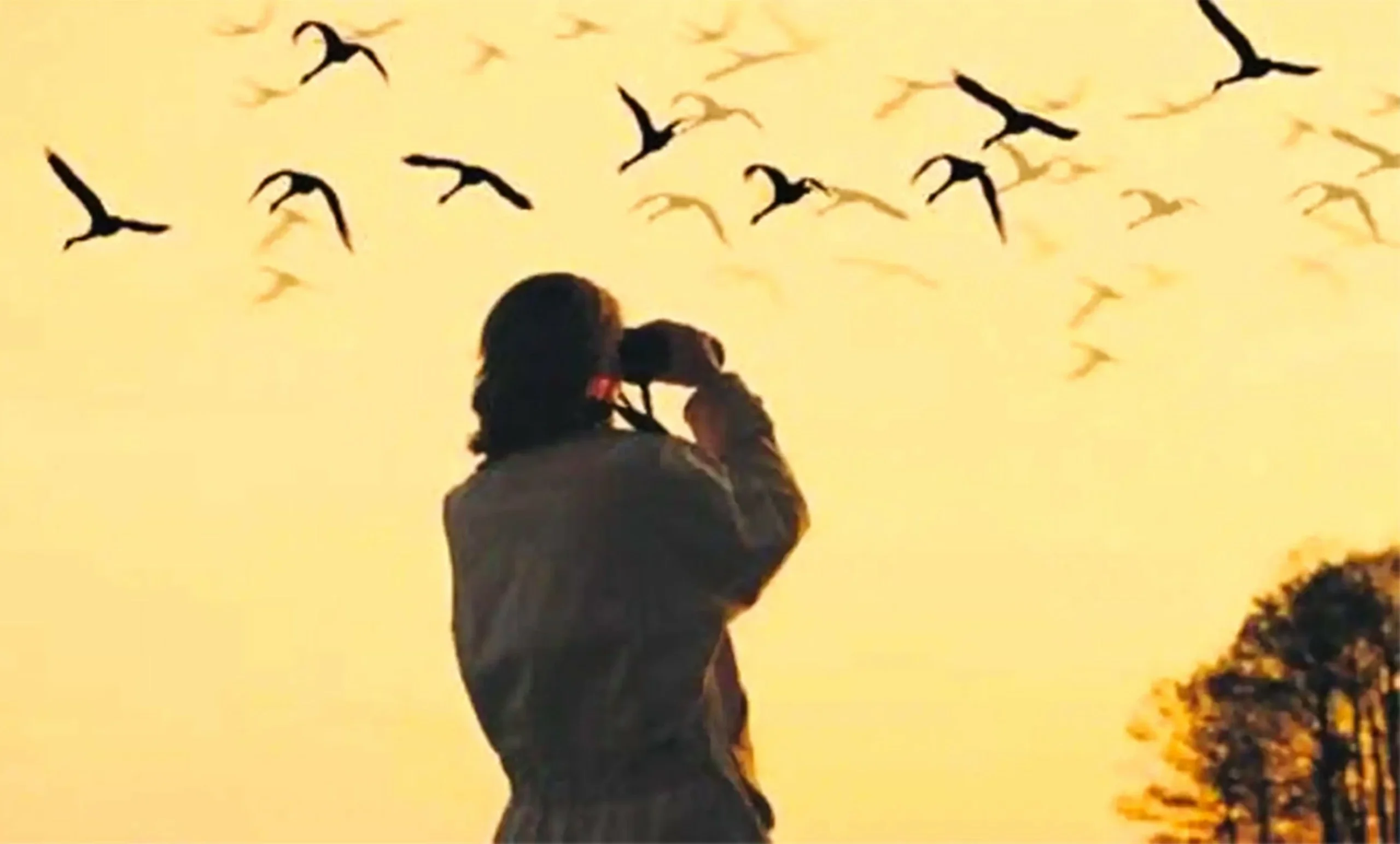 Ukraine’s bird lovers long for peaceful skies