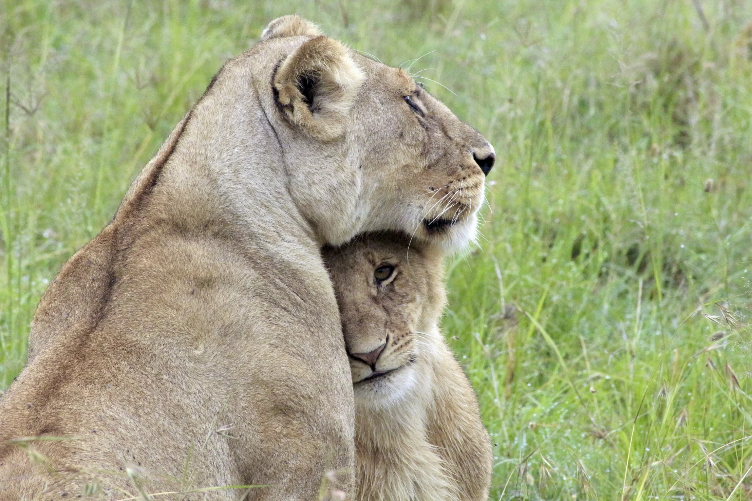 Lion cub deaths spark disease fears in India’s Gir forest