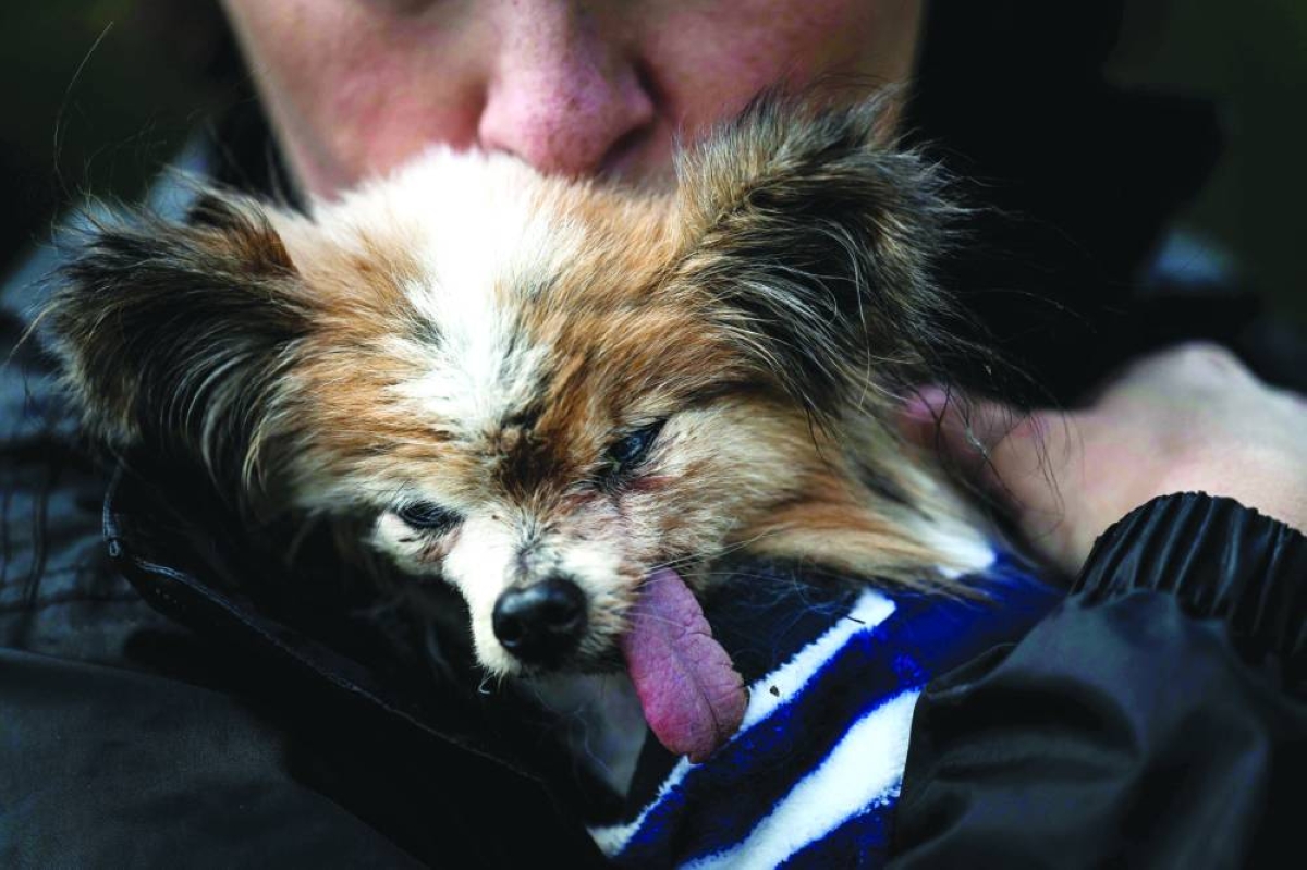 ‘World’s oldest dog’ contender dies in France aged 30