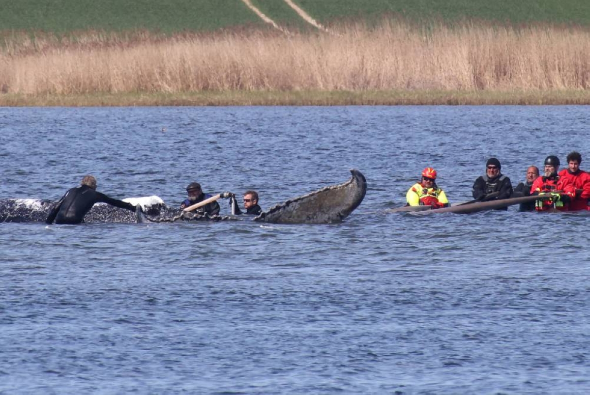 Rescued whale ‘Timmy’ found dead in Denmark