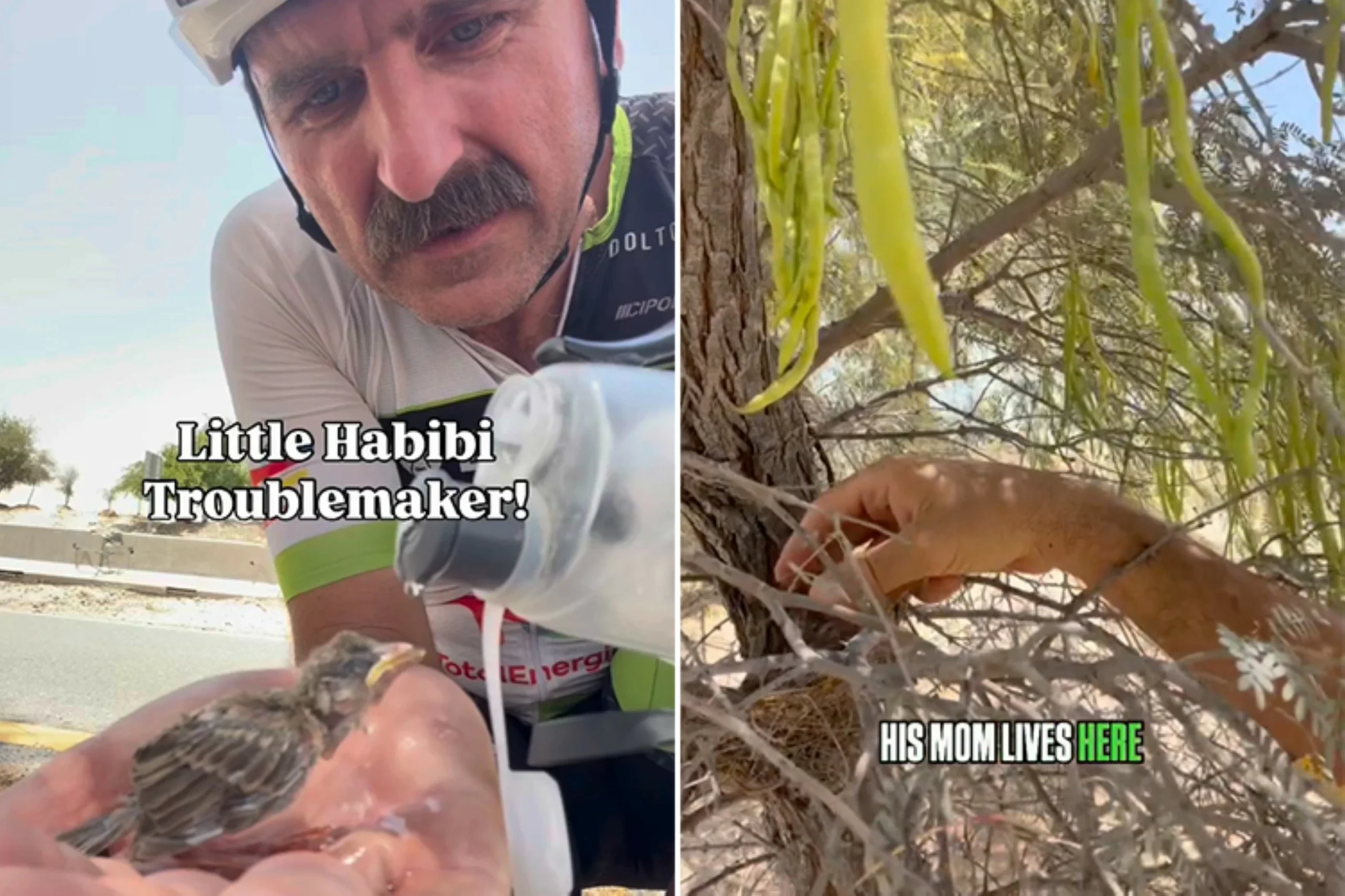 Dubai cyclist rescues baby bird, reunites it with its nest