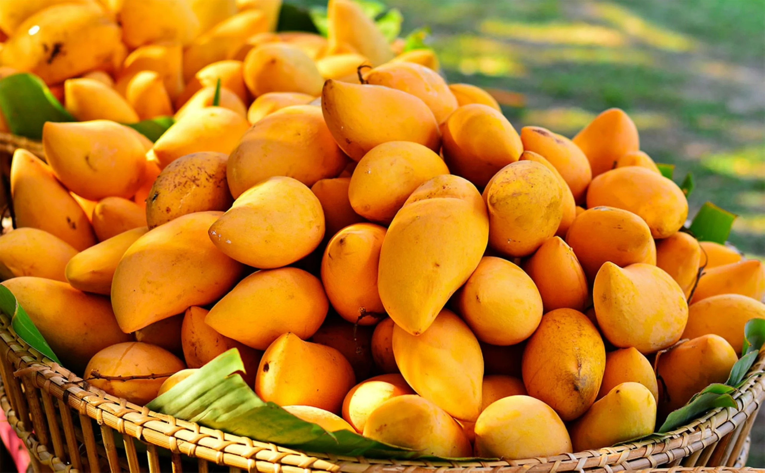 Ecstasy of mangoes