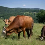 Bulgaria’s milk farmers falter in former yogurt empire