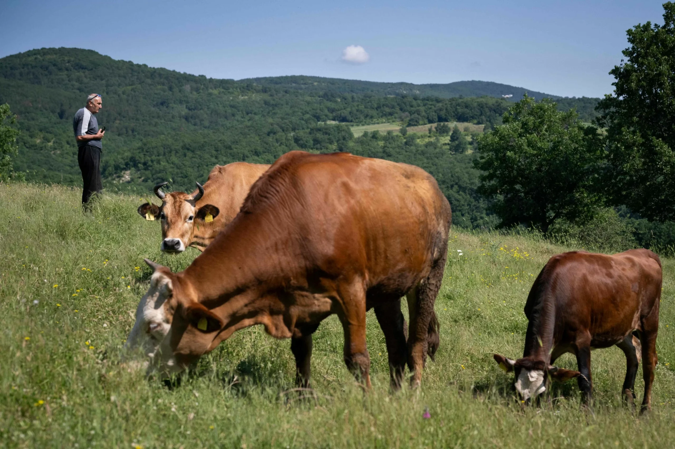 Bulgaria’s milk farmers falter in former yogurt empire