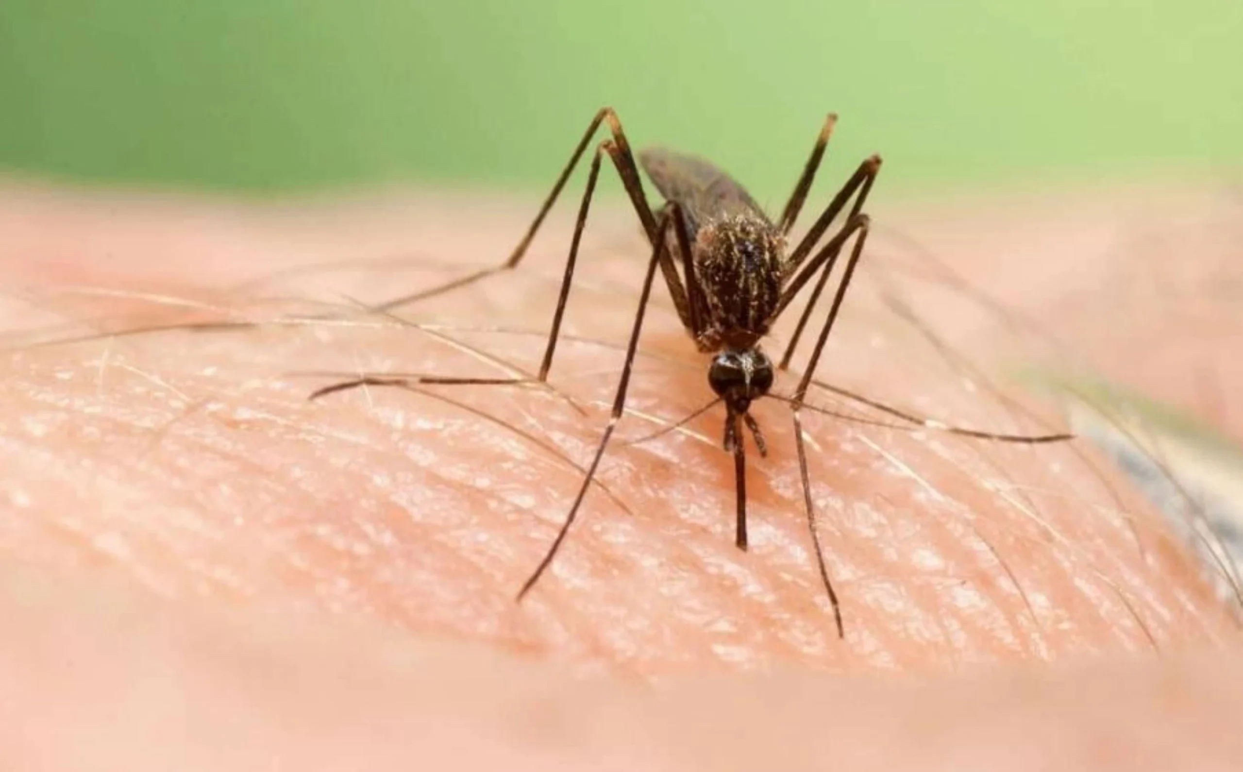 Scratching that bug bite might feel good at first but sci…