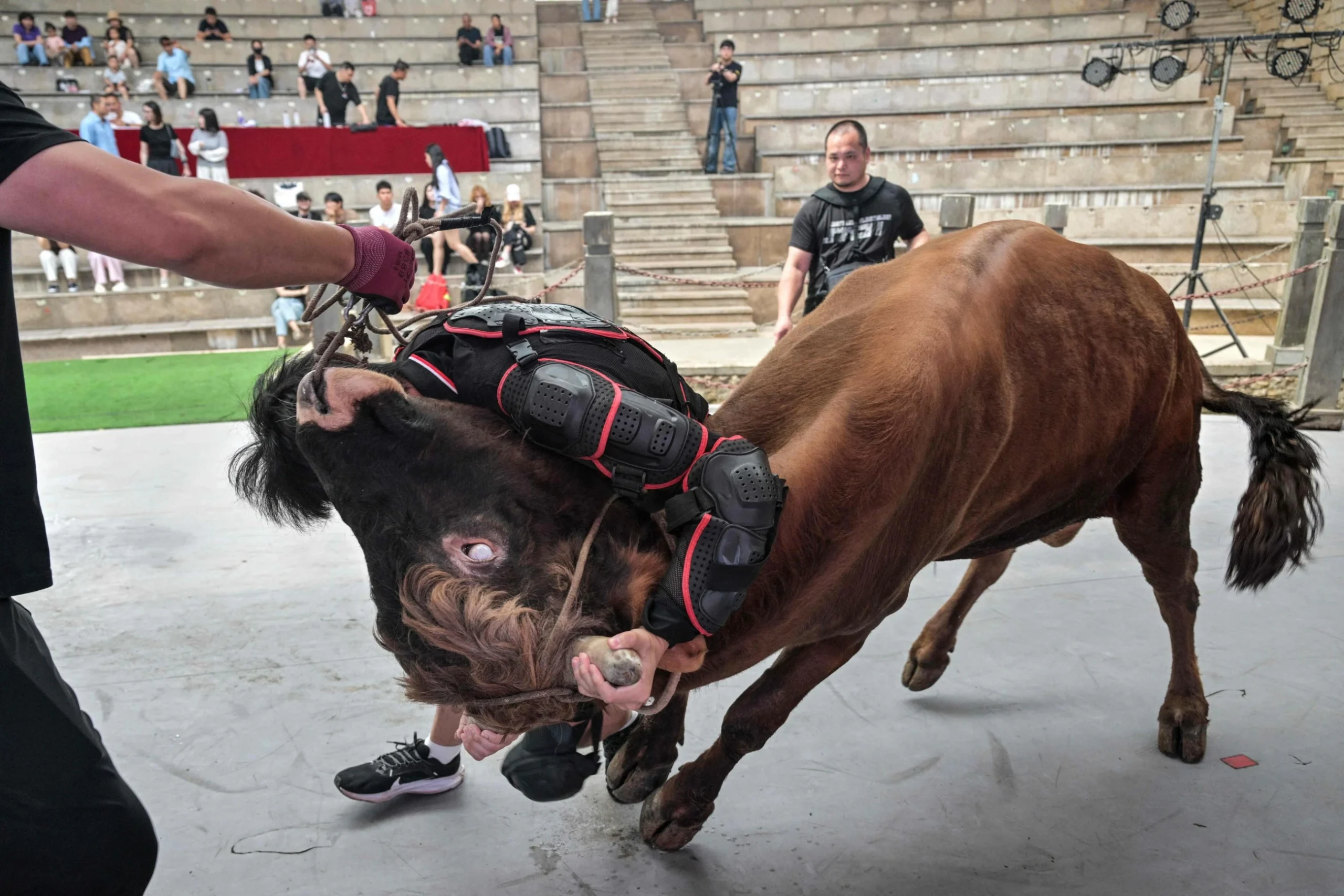 China’s bull wrestlers fight to keep tradition alive