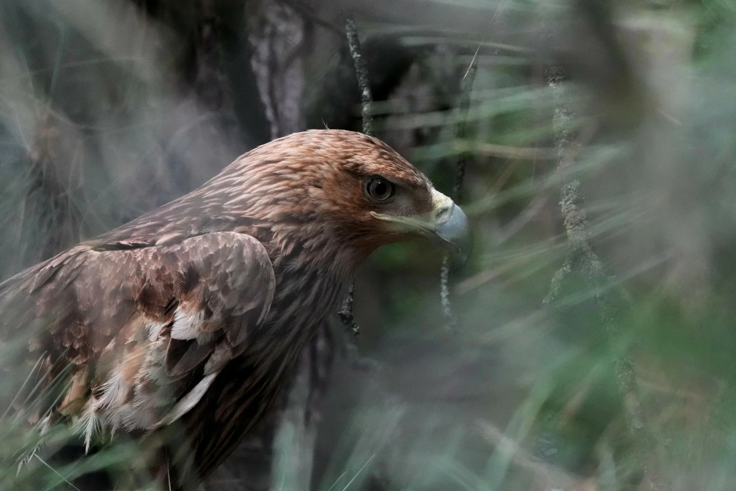 Feliks the eagle is back home in Serbia after a kidnap or…