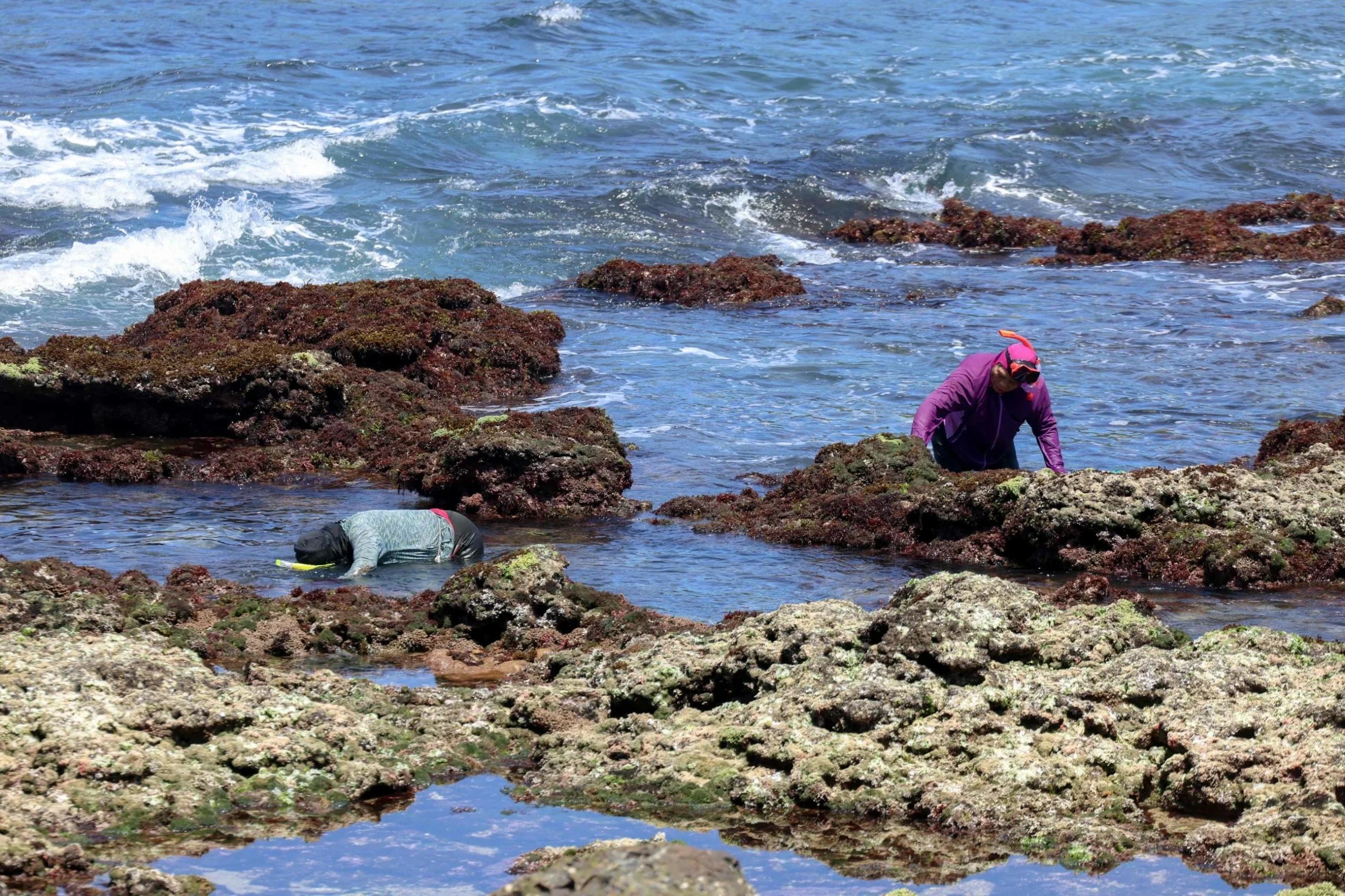 Taiwan’s ageing seaweed harvesters hope younger women wade in