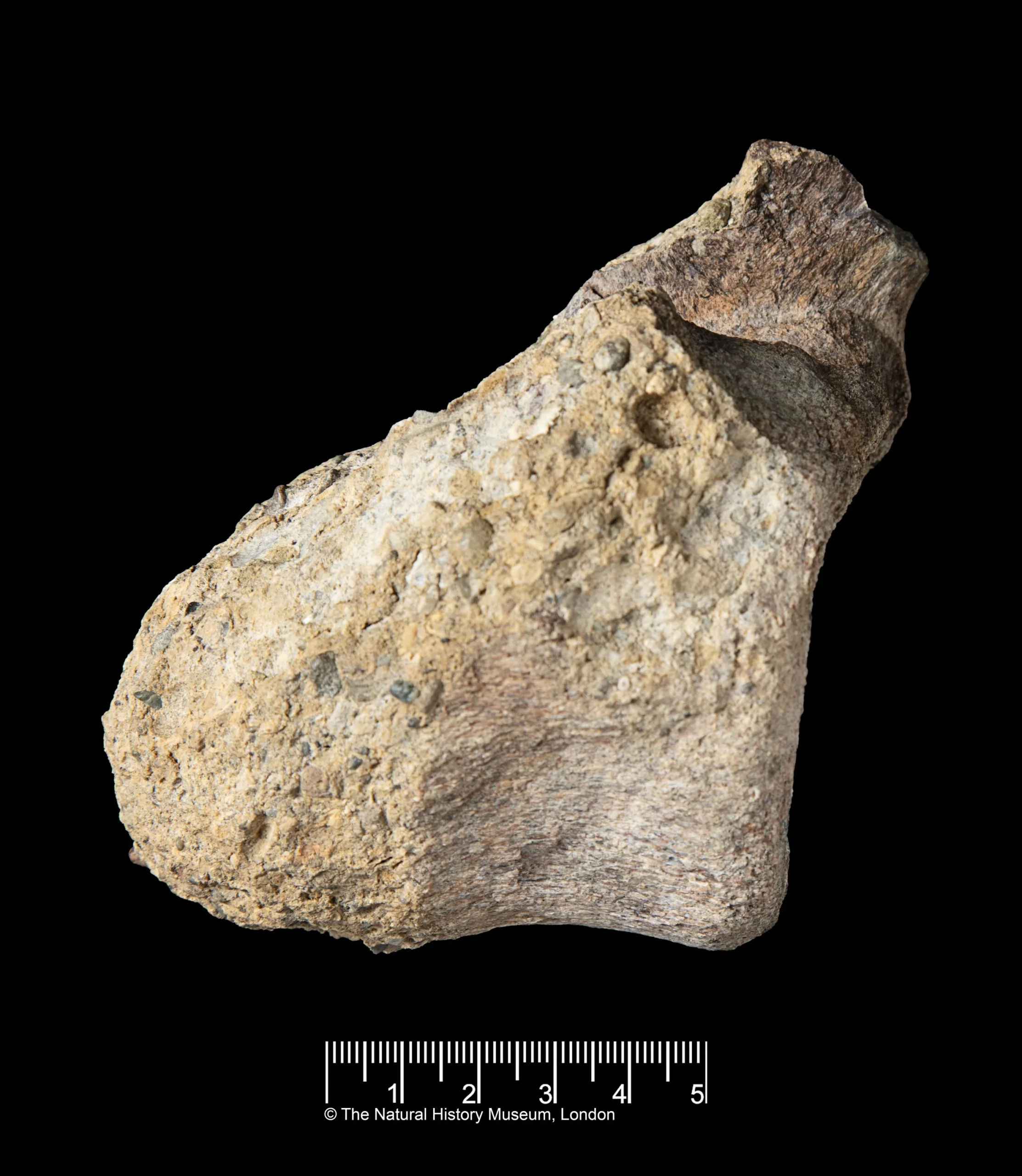 A rare dinosaur fossil from Antarctica is found tucked aw…