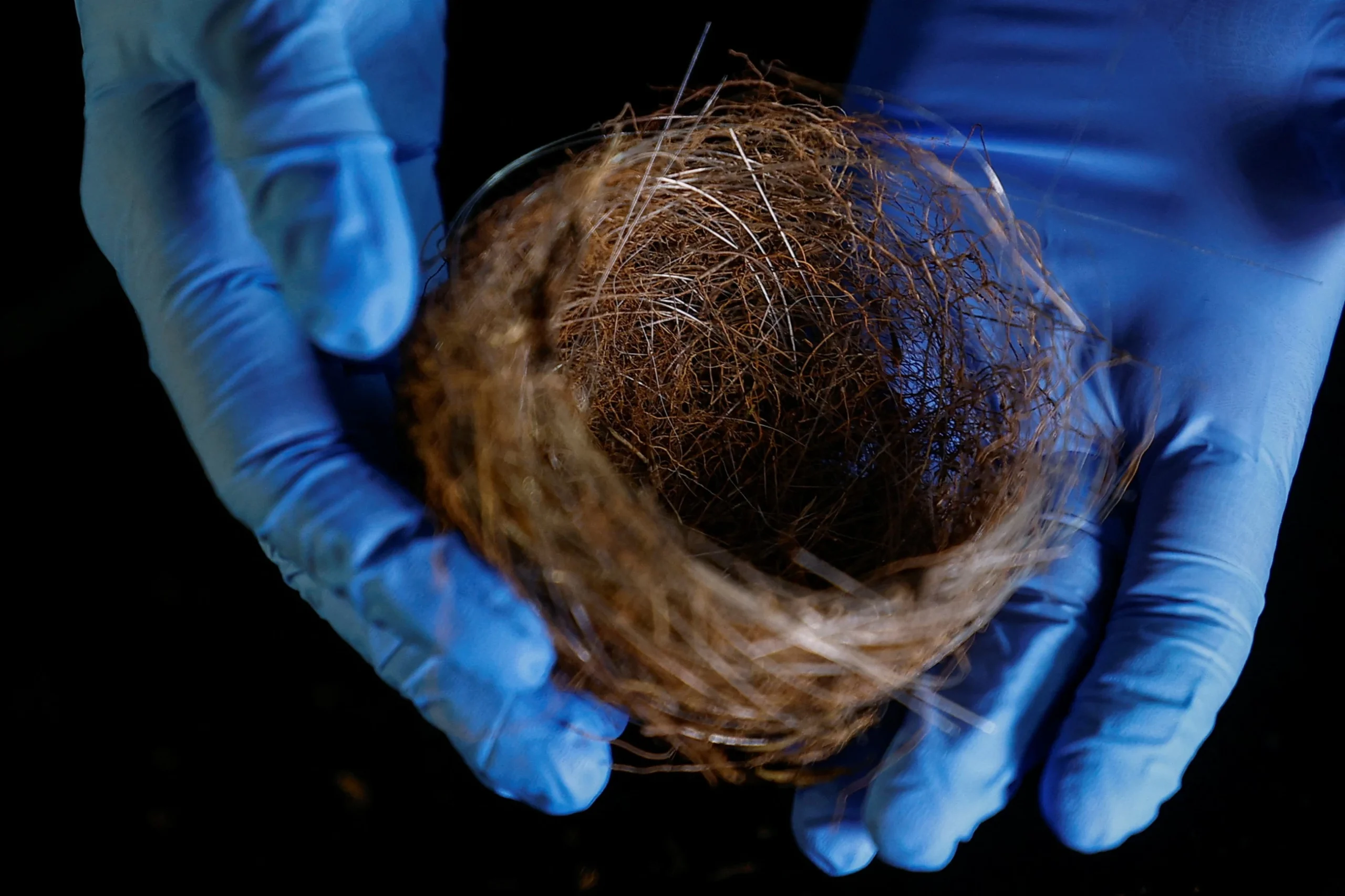 Bird nests of fibre-optic cables show war’s impact on Ukraine