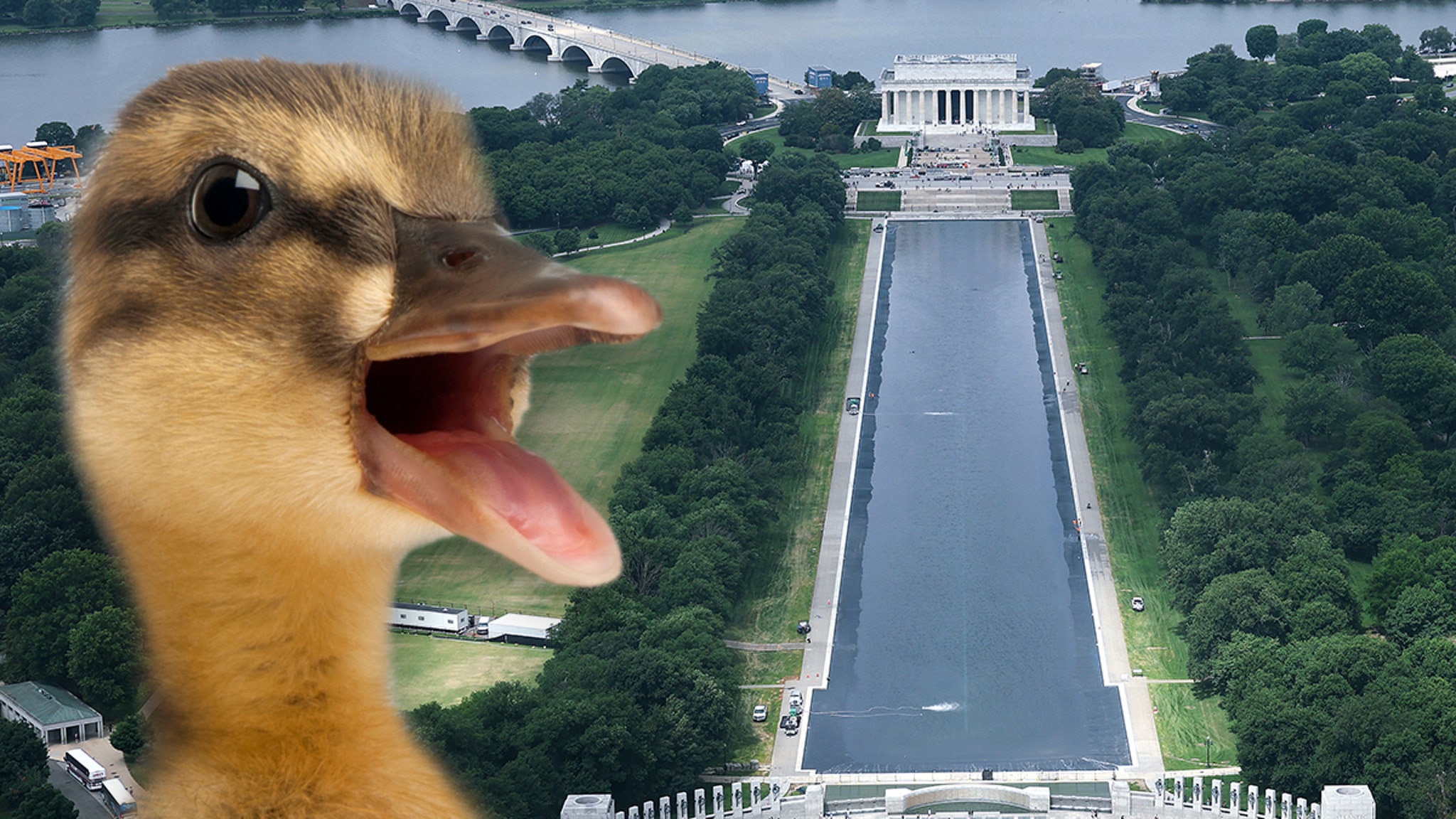 Dead Animal Found in Reflecting Pool After Trump Admin Poured Hydrogen Peroxide