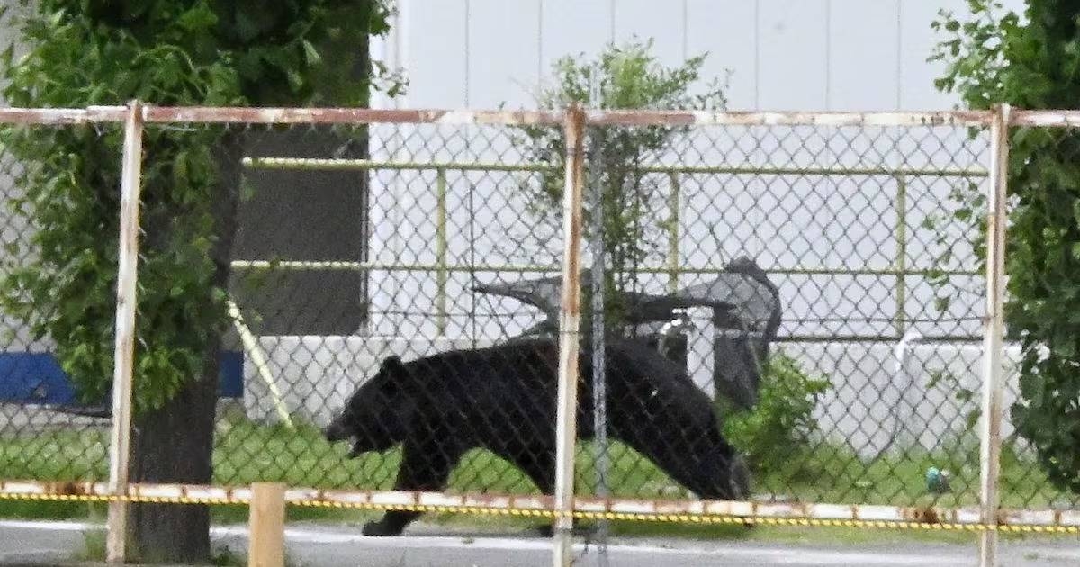 School closures in Japan city as bear roams streets