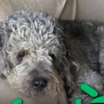 GoFundMe for Dog Shot by LAPD Officer Raises 6-Figure Sum