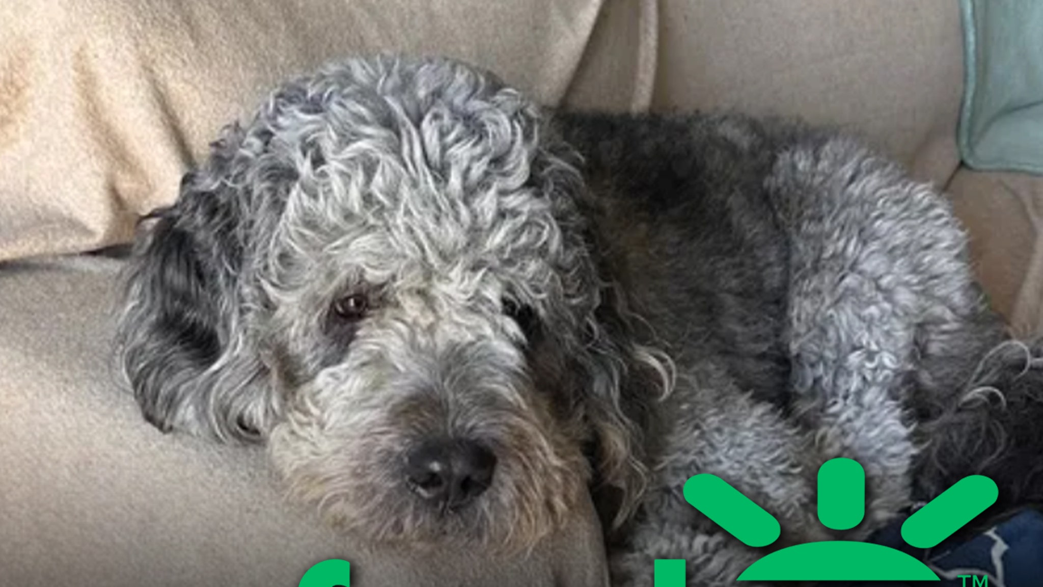 GoFundMe for Dog Shot by LAPD Officer Raises 6-Figure Sum