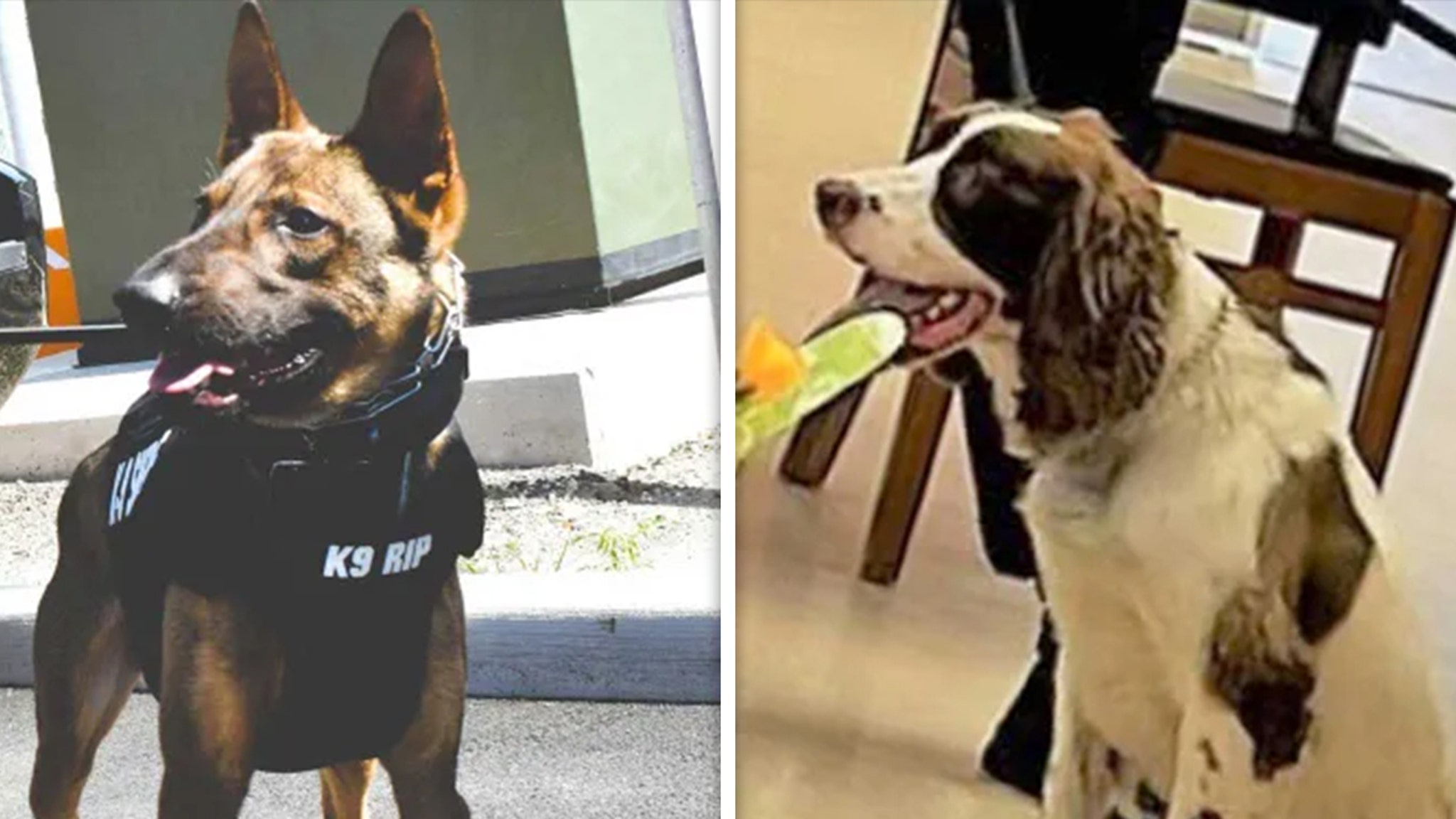 K-9 Cop Charged After Two Department Dogs Die in Hot Car