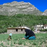 The Afghan women farmers keeping their village alive