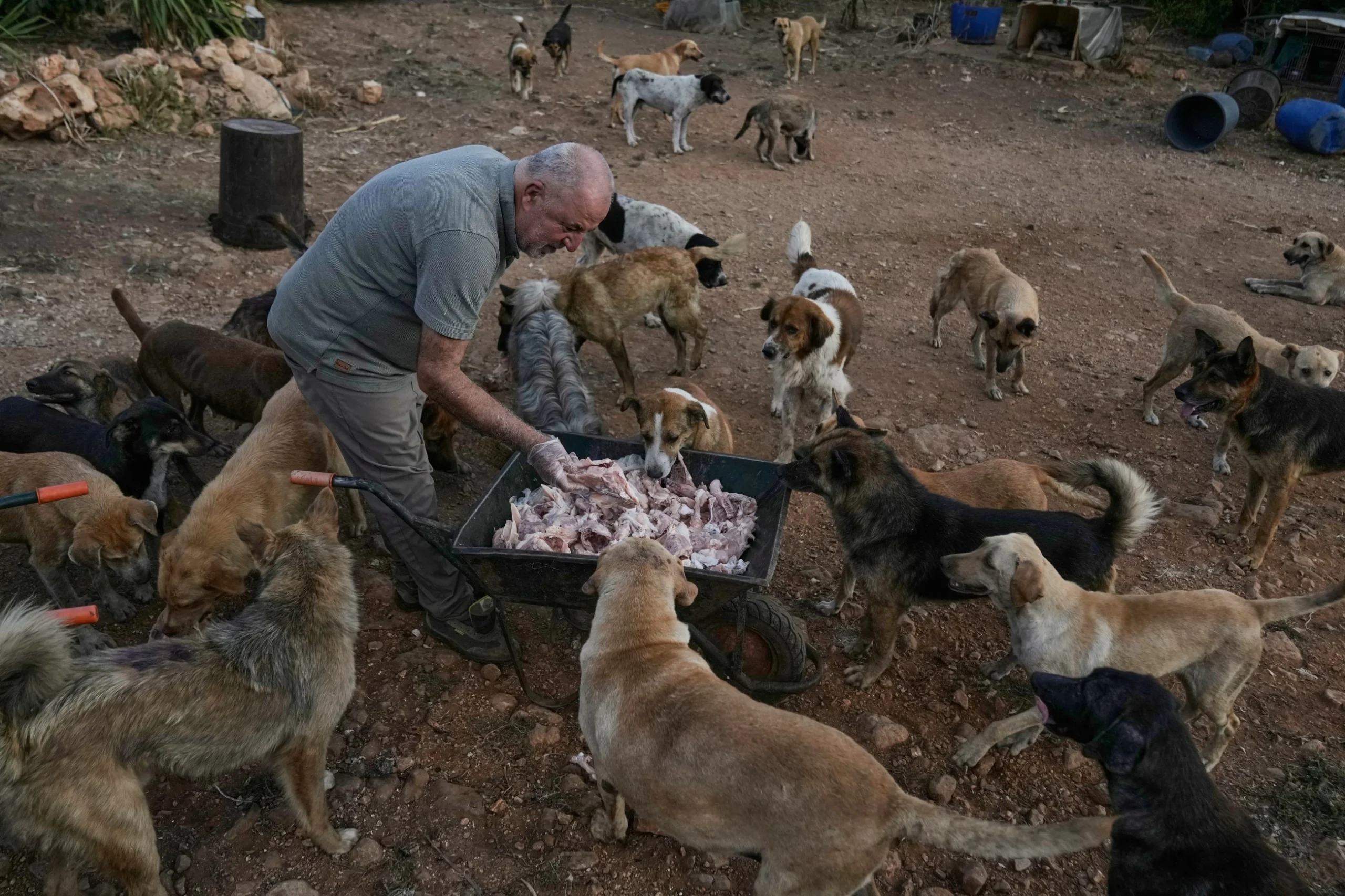 An animal rescuer cares for pets and livestock stranded b…