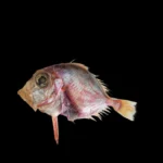 India identifies a new deep-sea fish from the Arabian Sea