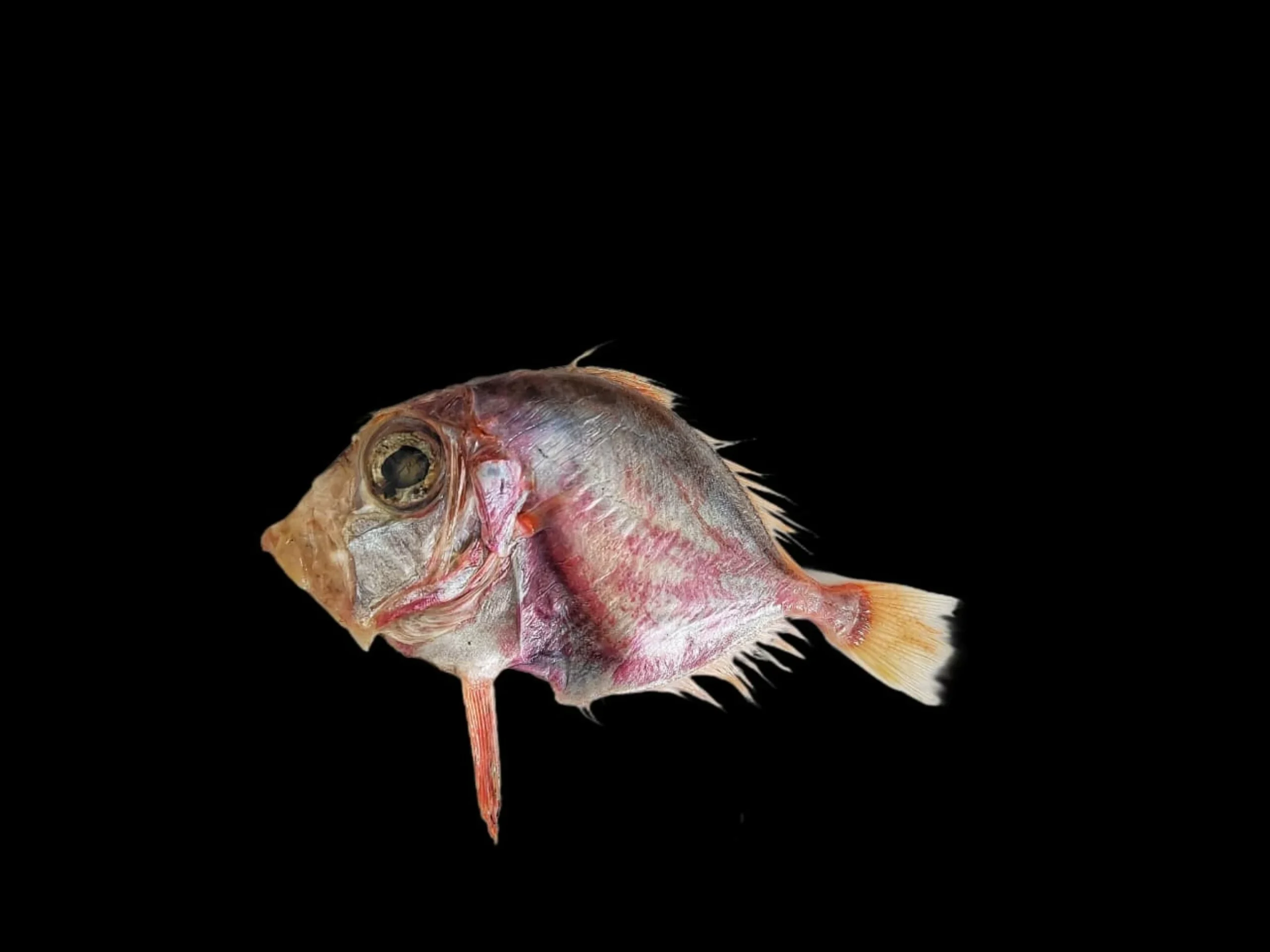 India identifies a new deep-sea fish from the Arabian Sea