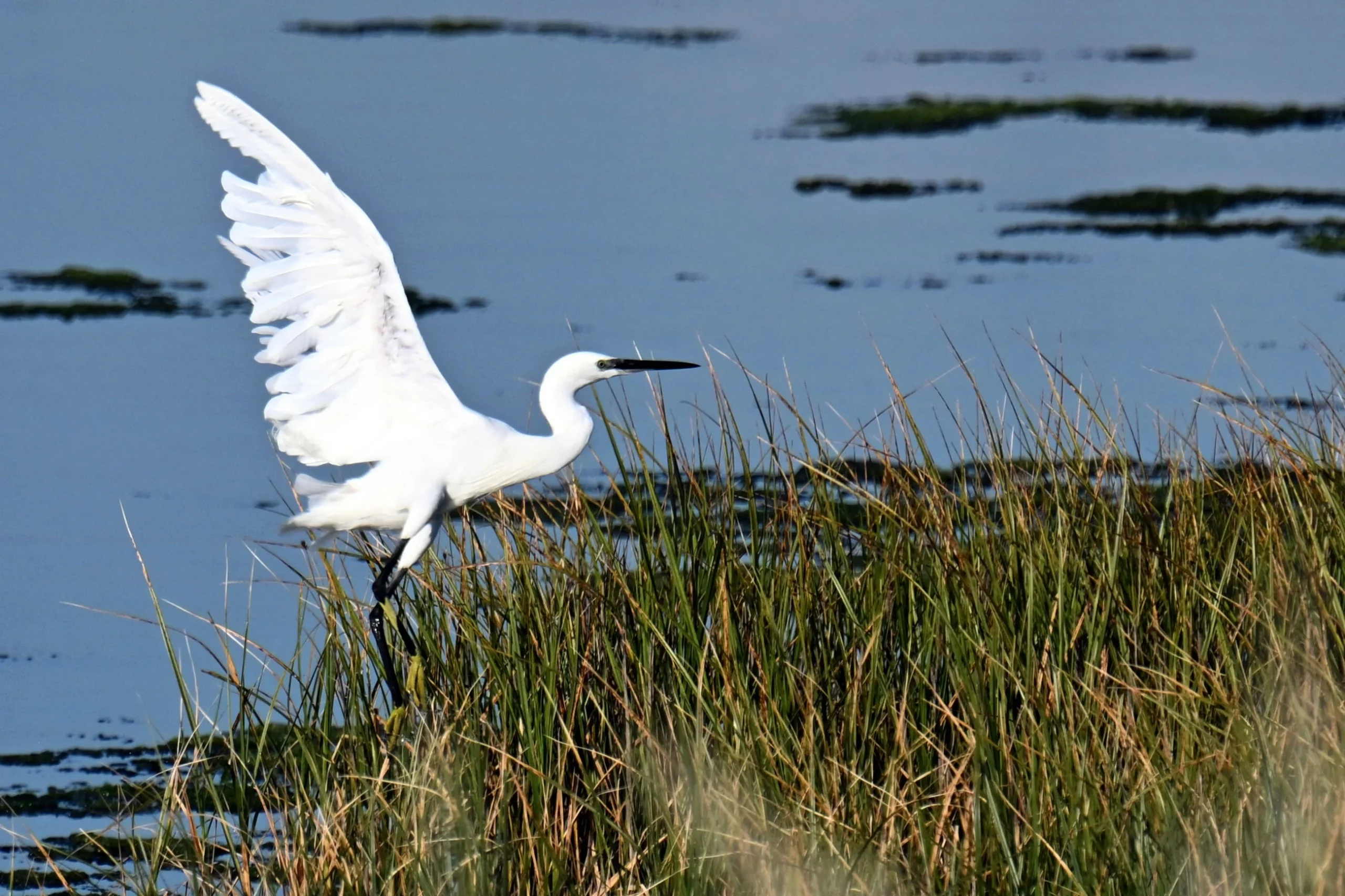 A bird haven slowly losing its lifeline
