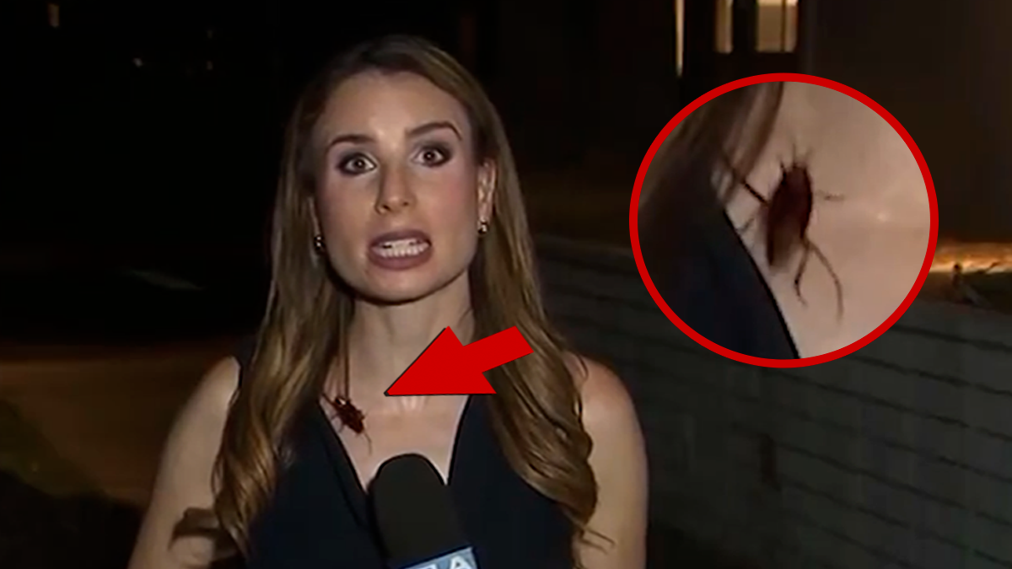 KTLA Reporter Unfazed By Disgusting Cockroach Crawling On Her During Live Segment, Video