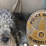 Family of Dog Killed by LAPD During Knicks Game Celebration Sues City