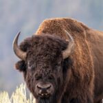 Bison Flips Man Several Feet in the Air, on Video