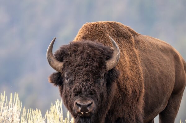 Bison Flips Man Several Feet in the Air, on Video