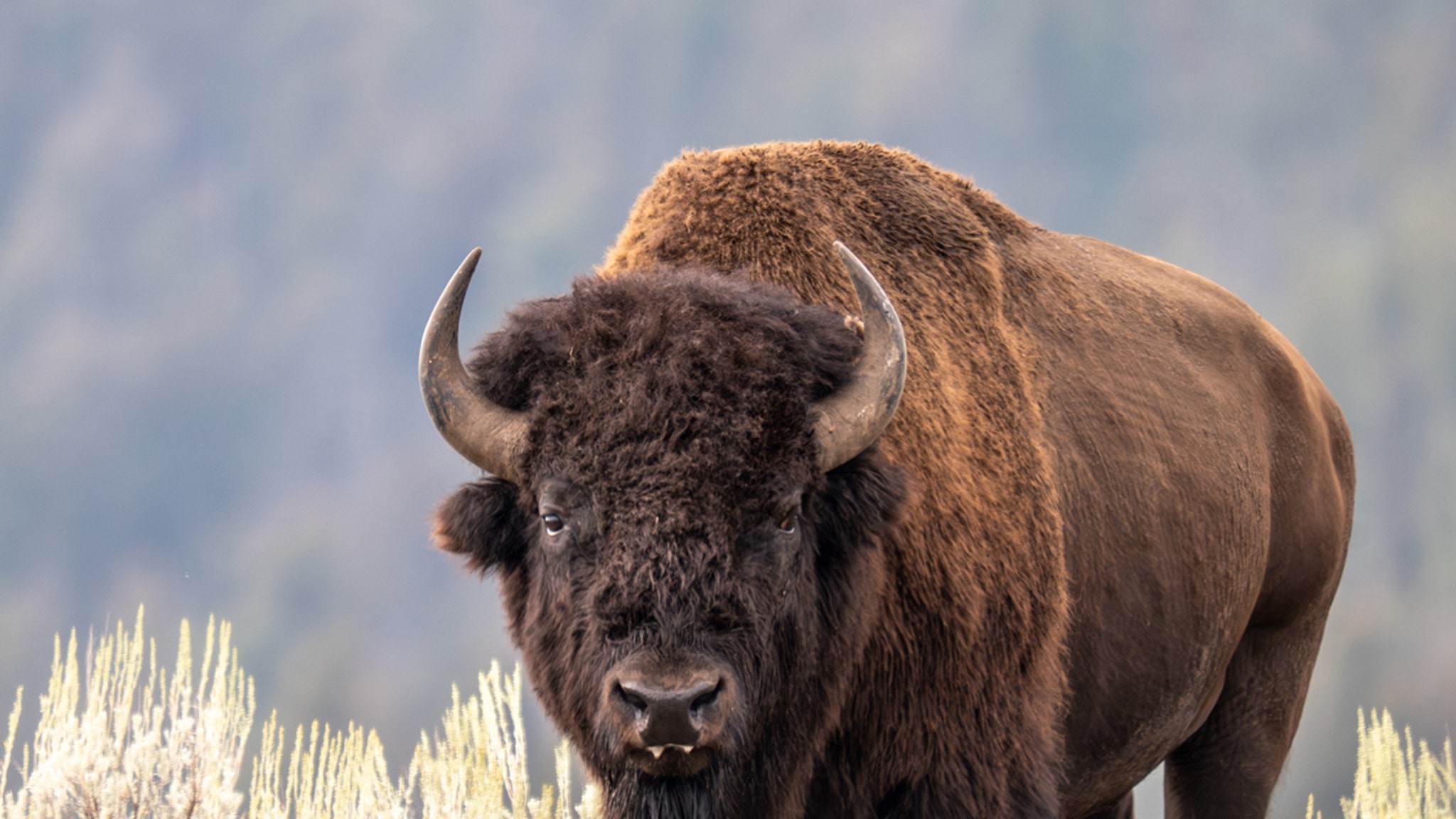 Bison Flips Man Several Feet in the Air, on Video