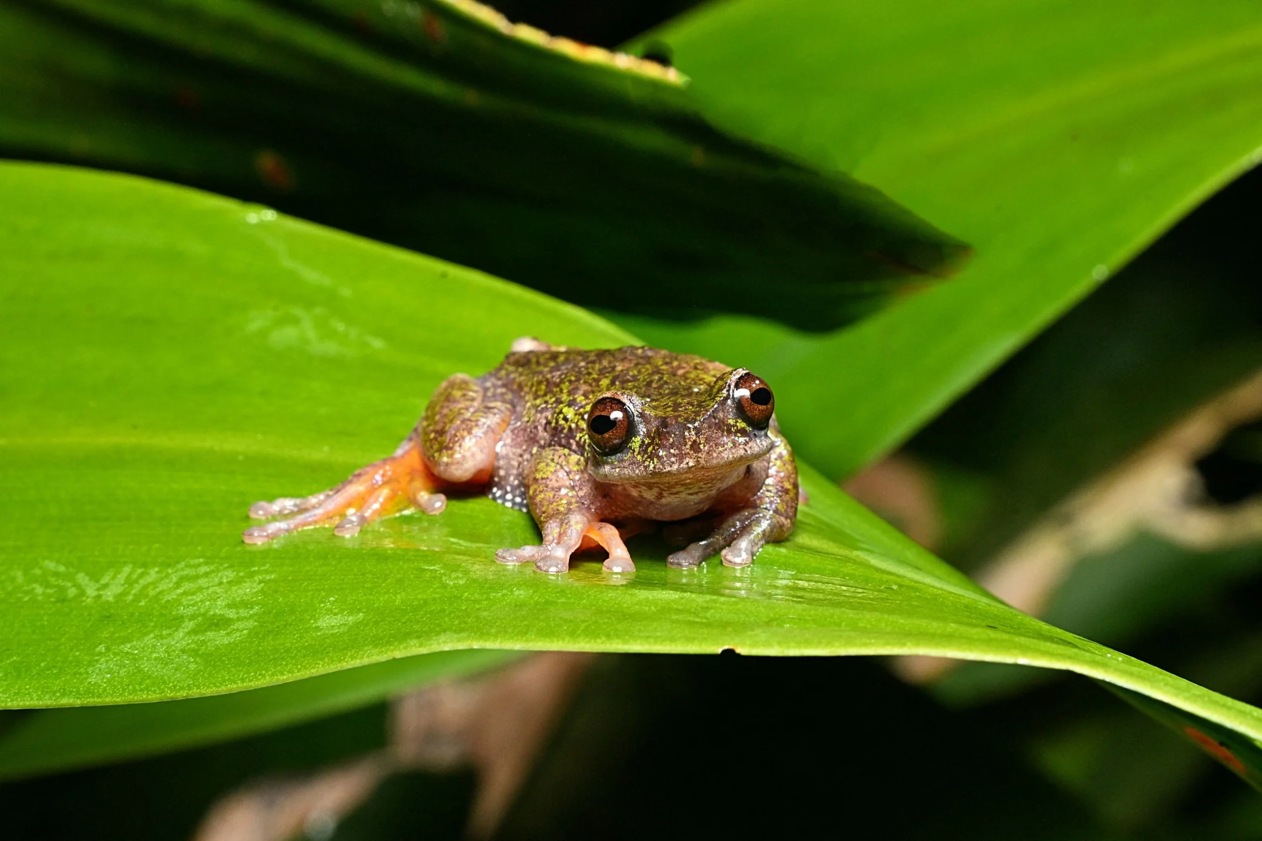 Nocturnal and coffee-loving new frog species discovered in Costa Rica