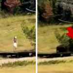 Bison Chases Child at Yellowstone National Park in Frightening Video