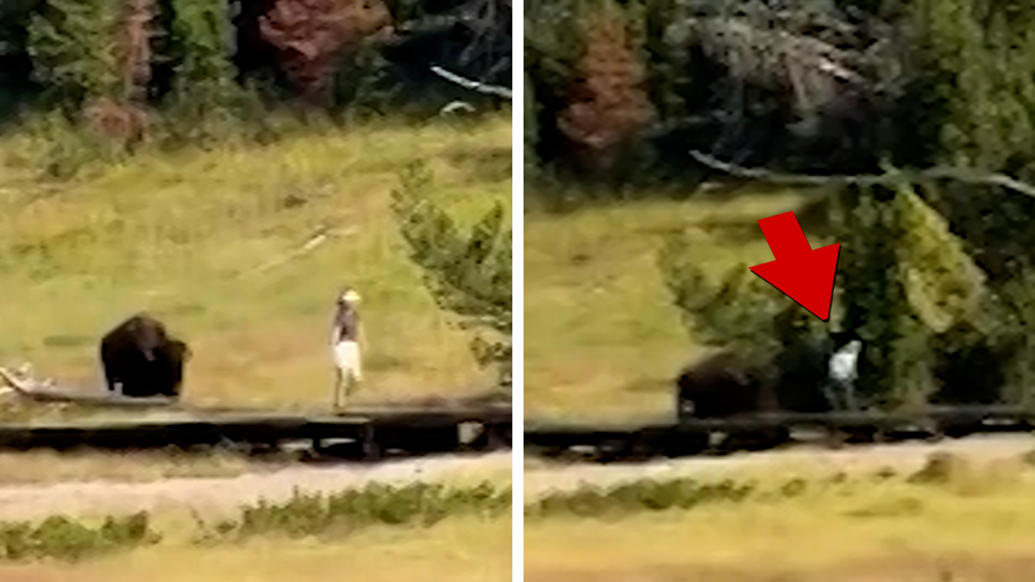 Bison Chases Child at Yellowstone National Park in Frightening Video